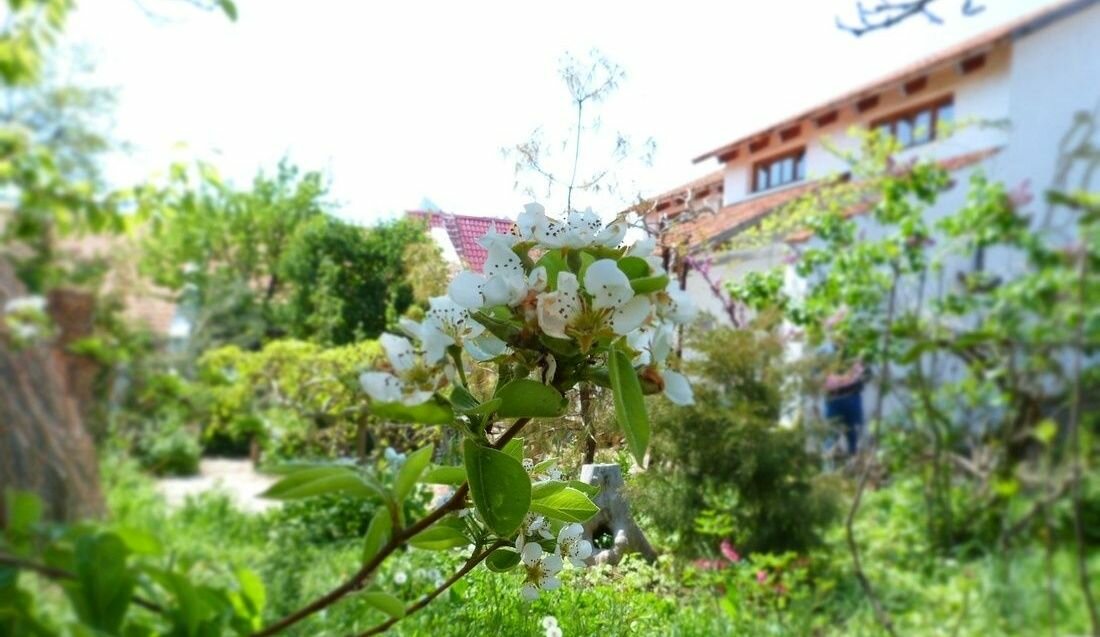 Гостевой дом Усадьба Коктебель-13