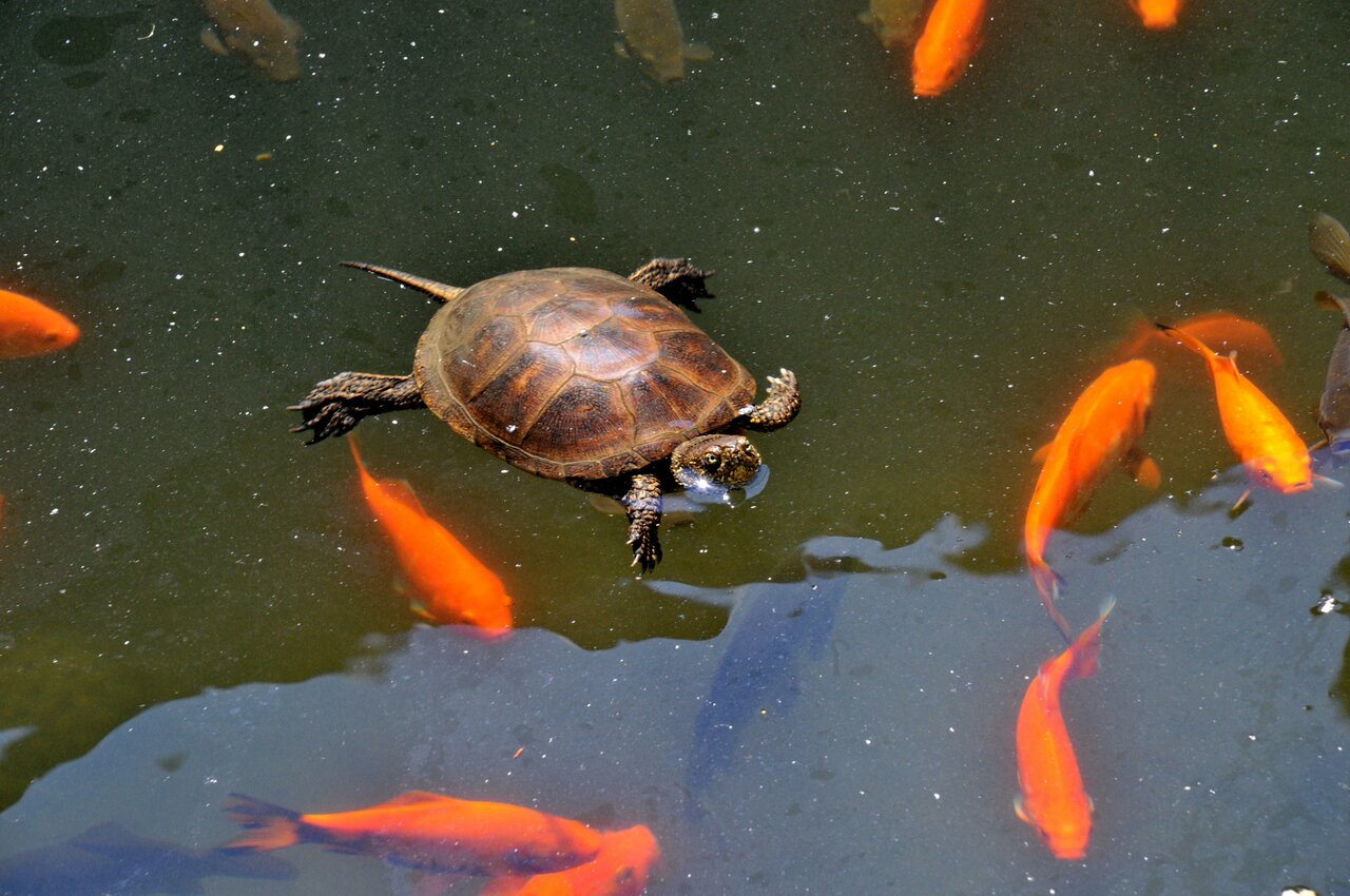 Гостевой дом Усадьба Коктебель-137