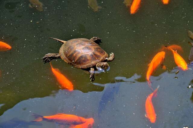 Гостевой дом Усадьба Коктебель-136